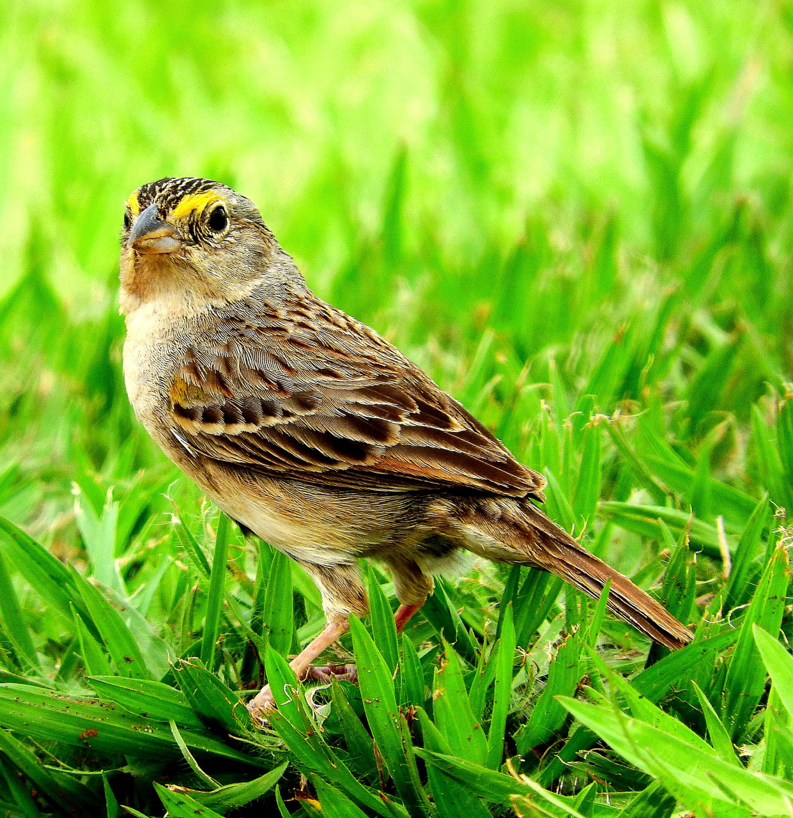 image Grassland Sparrow